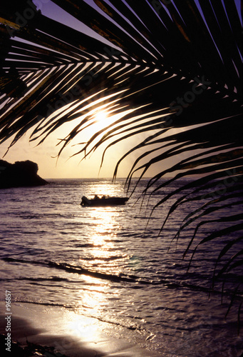 palm trees sunset palm trees sunset