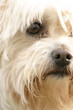 maltese terrier