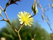 fleur fleur