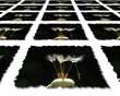 dandelion seeds