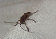 insecto en mi toalla