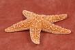 starfish starfish