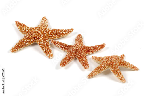 starfish starfish