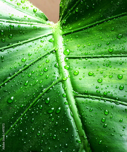 tears on leaf tears on leaf