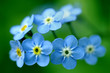 forget-me-nots