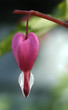 fuchsia on green background