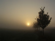 morning has broken