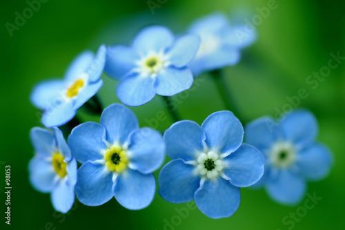 forget-me-nots