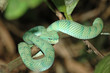 serpent de borneo serpent de borneo