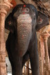 elephant indien elephant indien
