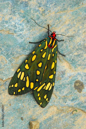 papillon papillon