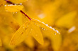 autumn leaves