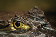 spectacled caiman's eye