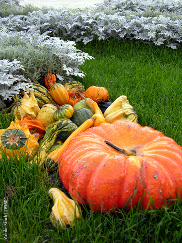 couleurs du jardin