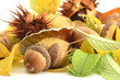 acorn