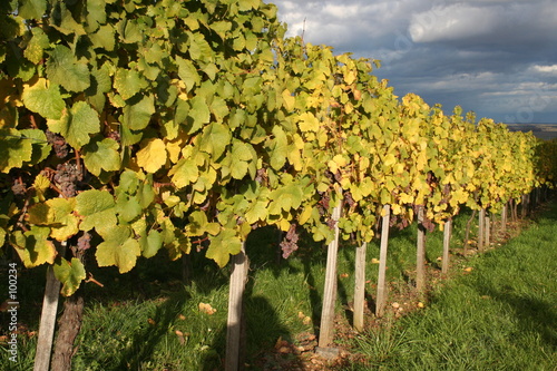 raisins et vigne