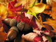 nuts on a leaf background