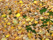 autum leaves