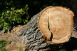tree stump