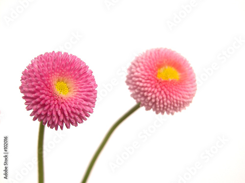 daisy