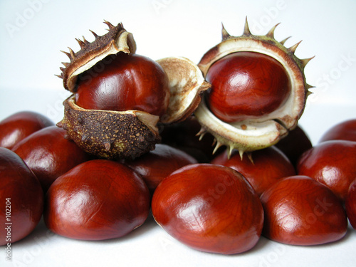Illustration: chestnuts chestnuts