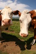 vaches jumelles