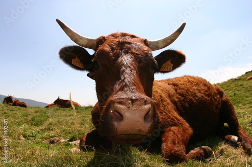 vache de salers