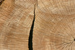 trunk close up