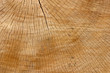 trunk close up