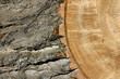 trunk close up