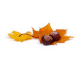 autumn leaves autumn leaves
