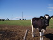 la vache !