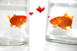 amour de poisson