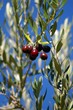 olives