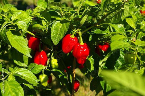 poivrons rouge