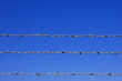 barbed wire fence detail barbed wire fence detail