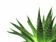 aloe vera leaves