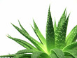 aloe vera leaves 2 aloe vera leaves 2
