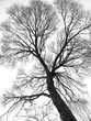veins of the tree