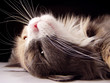 cat on her back