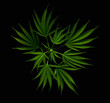 Foto: cannabis cannabis