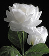white rose
