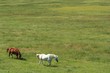 horses in meadow