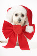 puppy for christmas