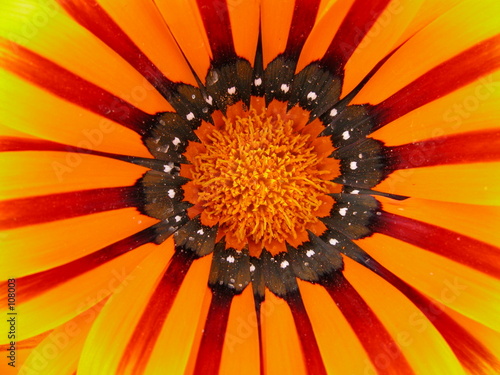 coeur de fleur