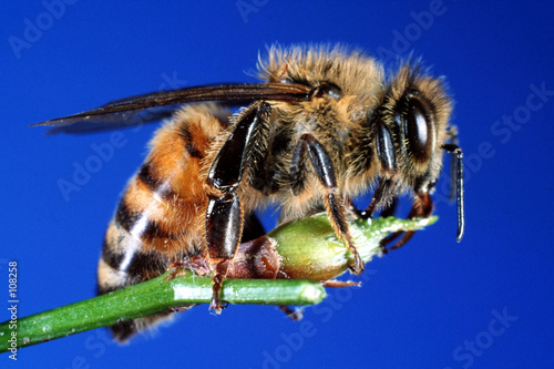 abeille
