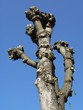 arbre sur fond bleu