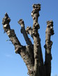 vestiges d'un arbre...