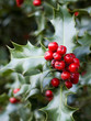 red berries from a holly tree