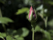 single pink rose ready to blossom
